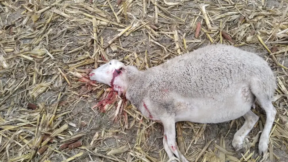 Una de las ovejas muertas tras el posible ataque de un lobo.