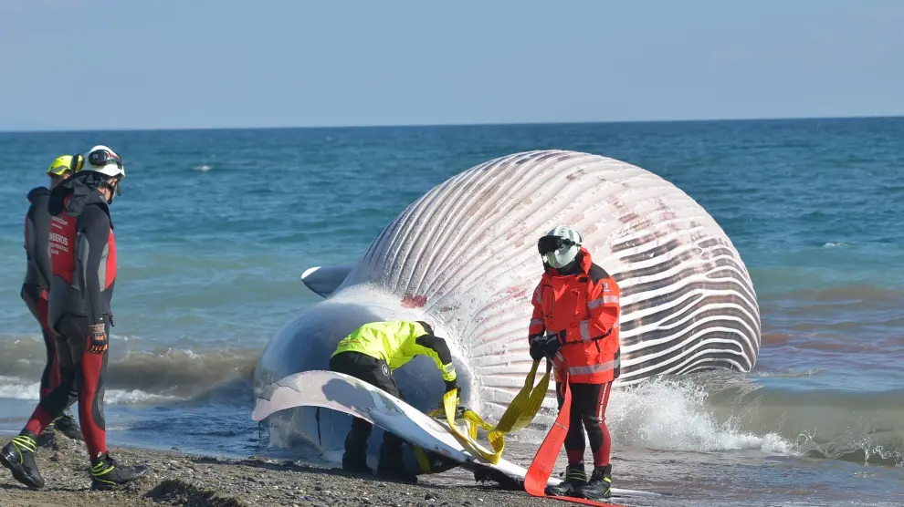 Bomberos del Consorcio de Málaga ayudan en los trabajos de retirada del cadáver de la ballena de nueve metros de longitud.