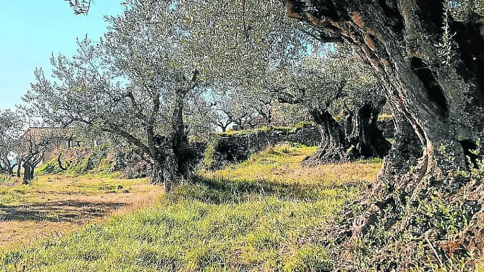 Algunos ejemplares de los olivos centenarios situados en la localidad oscense de Radiquero, en la comarca del Somontano.