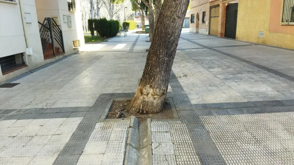 En algunas zonas del barrio, la baldosas se han levantado por las raíces de los árboles.