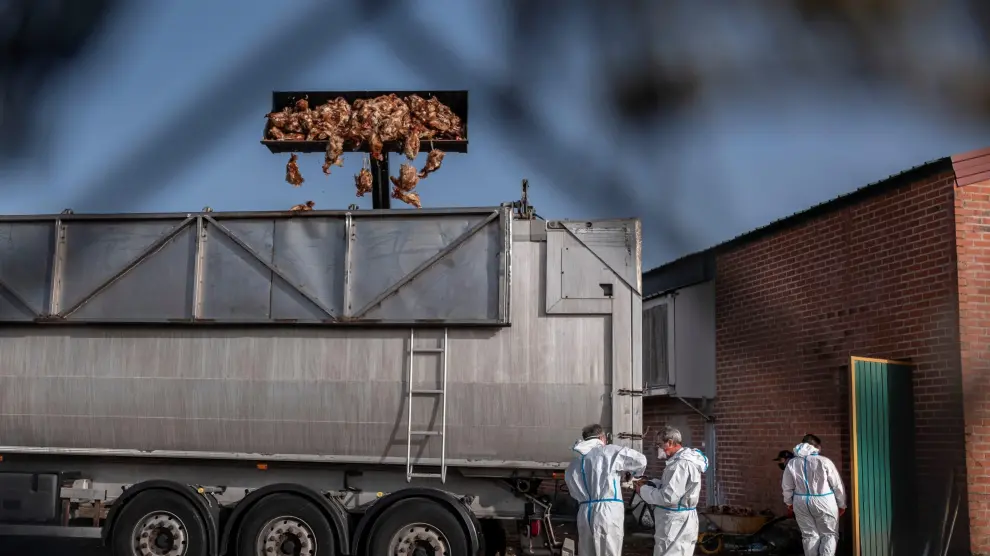 Retirada de miles de aves muertas este viernes en Íscar, Valladolid