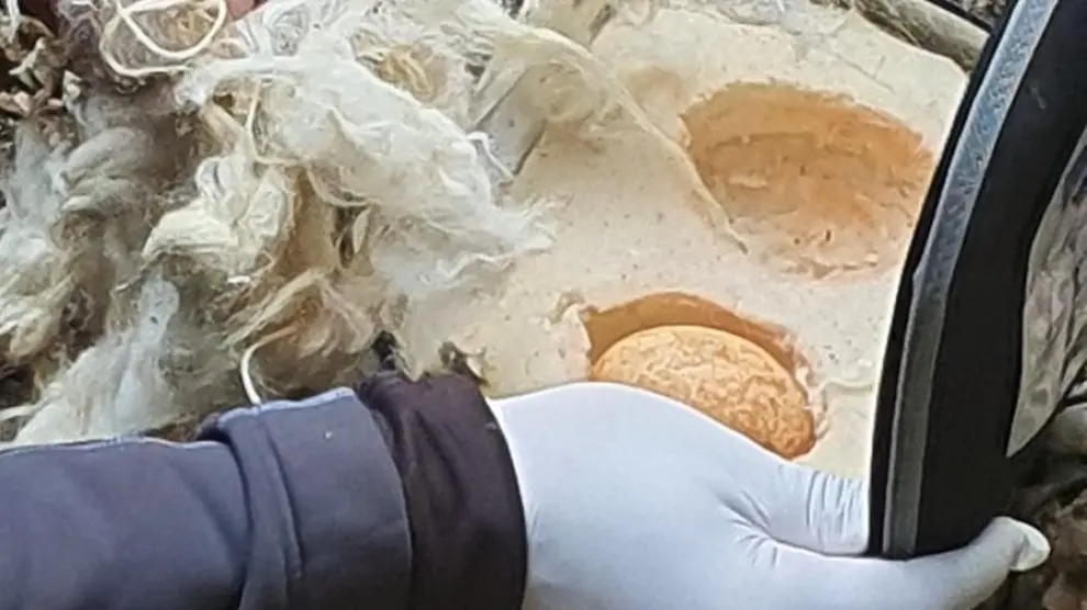 El huevo de quebrantahuesos rescatado en el cañón de Añisclo.