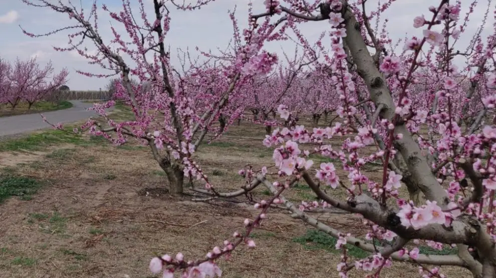 Los árboles frutales ya anuncian la primavera en el Bajo Cinca.