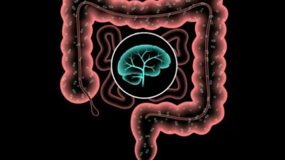 ¿Qué conexión hay entre el cerebro y el intestino?