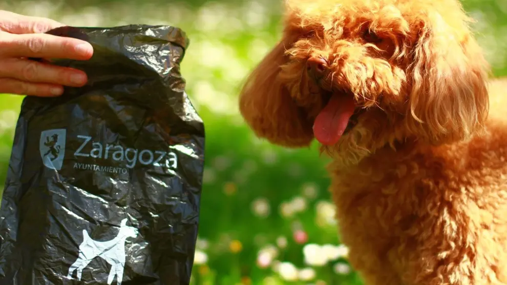 El Ayuntamiento de Zaragoza distribuye bolsas para excrementos caninos a través de las clínicas veterinarias.