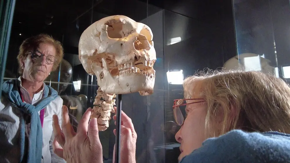 El cráneo y las vértebras de 'Miguelón', expuestos en el Museo de la Evolución Humana.