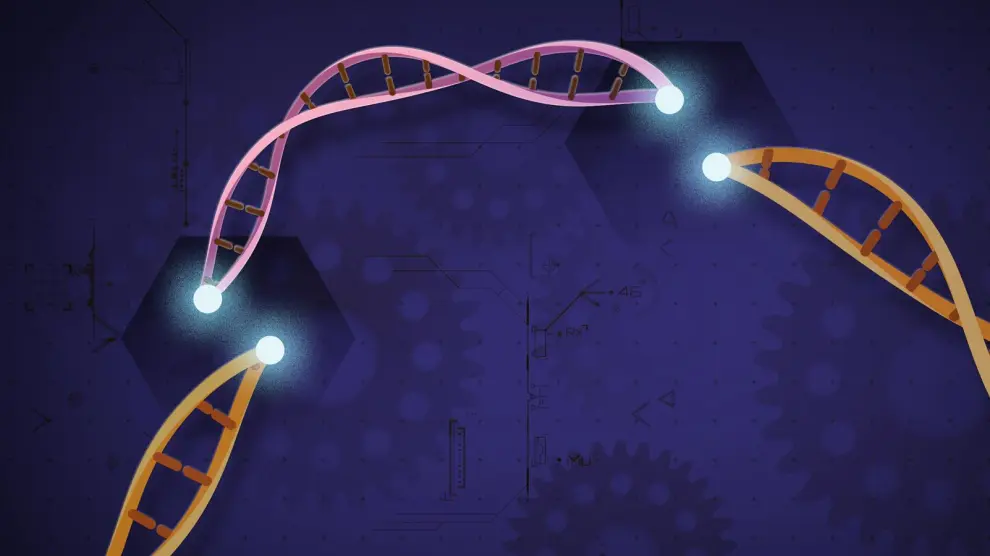 Las herramientas Crispr son capaces de cortar el ADN con gran precisión.