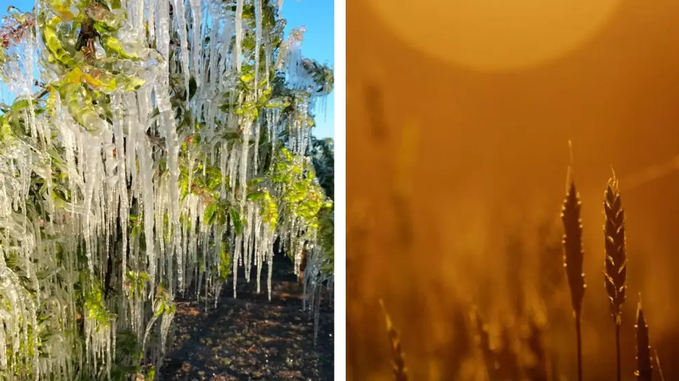 En poco menos de dos meses los cultivos aragoneses han tenido que soportar temperaturas heladoras y un calor inusual y excesivo.