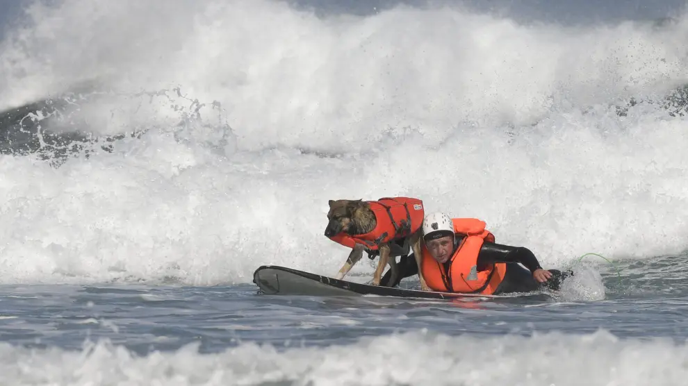La playa asturiana de Salinas ha acogido este domingo el primer Campeonato Europeo de Surf canino.