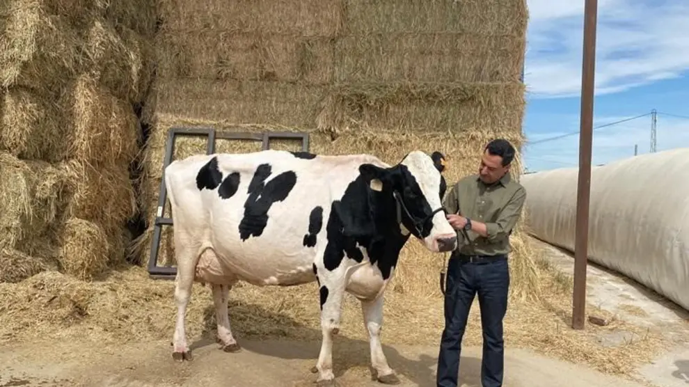 El candidato del PP-A a la reelección como presidente de la Junta, Juanma Moreno, junto a su talismán la vaca Fadie.