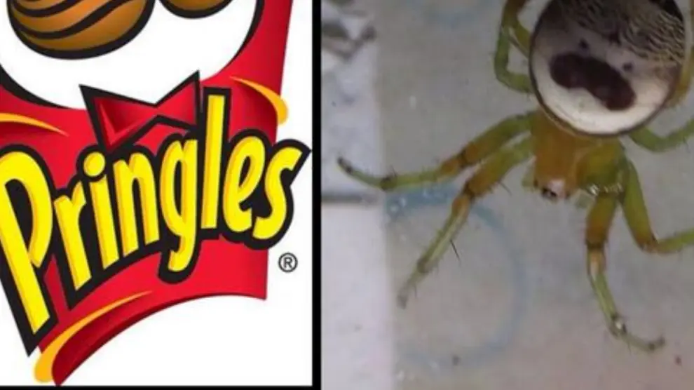 Pringles quiere poner su nombre a la araña Araneus mitificus