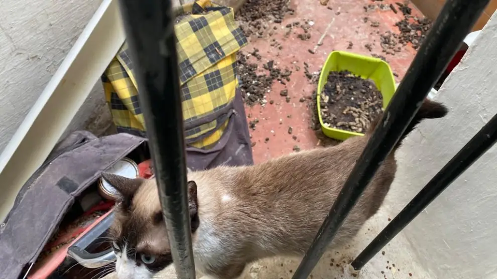 Denuncian el abandono de una veintena de gatos en un edificio de Zaragoza