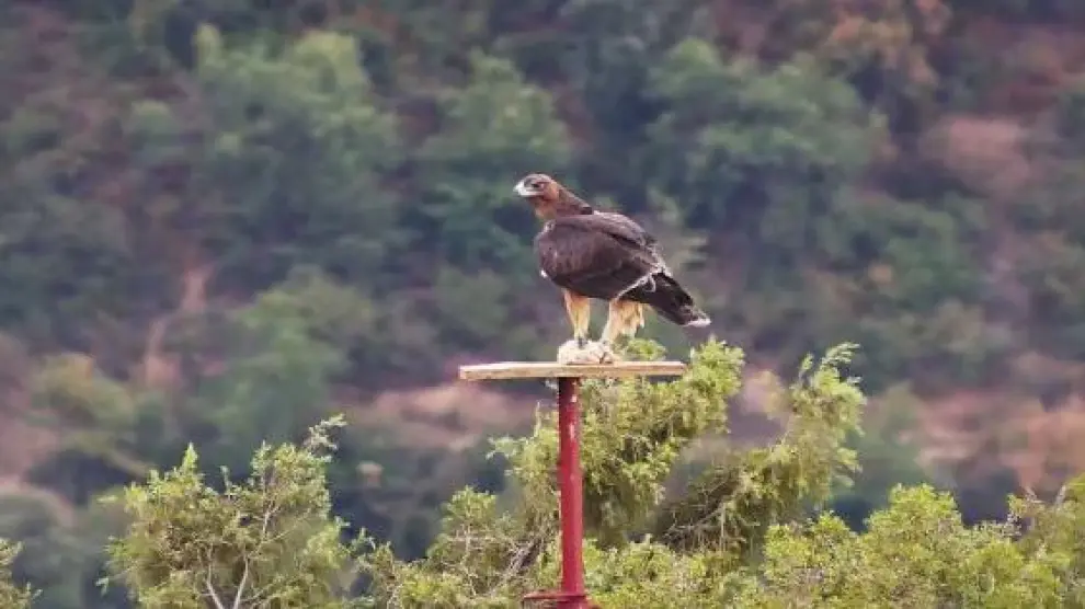 Ejemplar de águila perdicera reintroducida en la sierra de Guara.