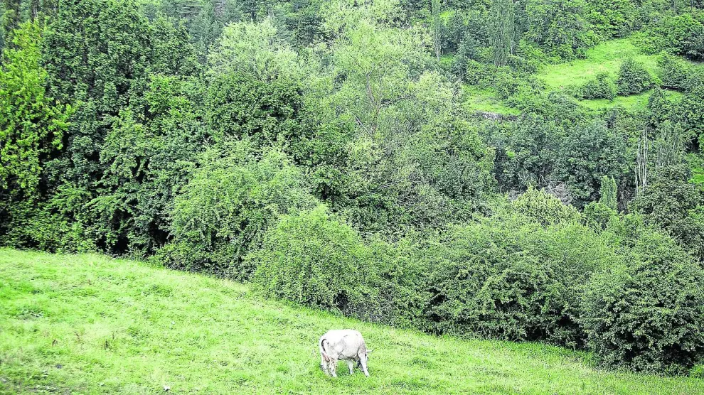 El ganado vacuno está feliz en los montes de Yésero.