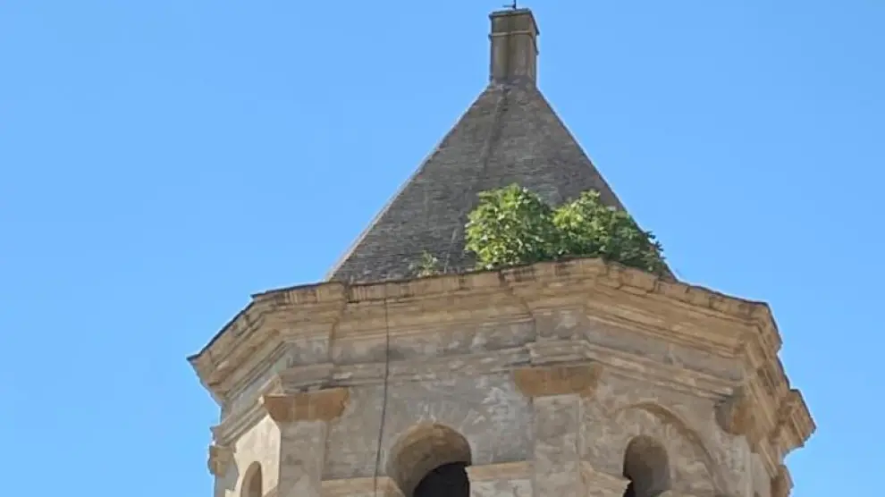 La higuera ha arraigado en lo más alto de la torre de la iglesia de Roda de Isábena.