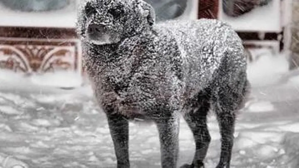 El perro Norte, cubierto por la nieve.