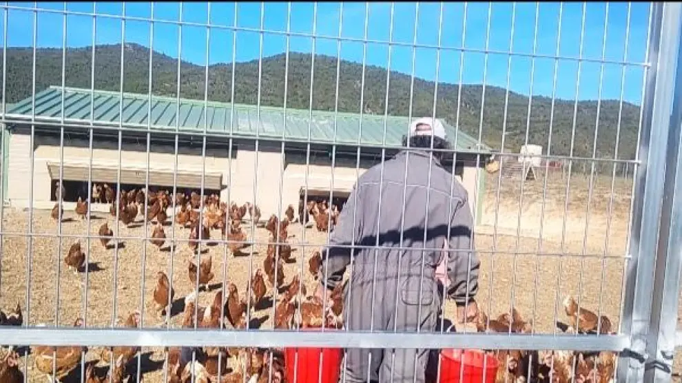 Carlos Arto atiende a las más de 300 gallinas en en la finca de Santa Engracia de Jaca.