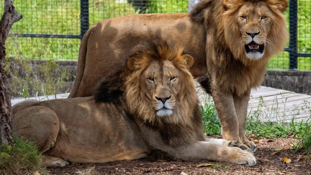 Dos leones en el zoo de Sídney el pasado 29 de octubre.