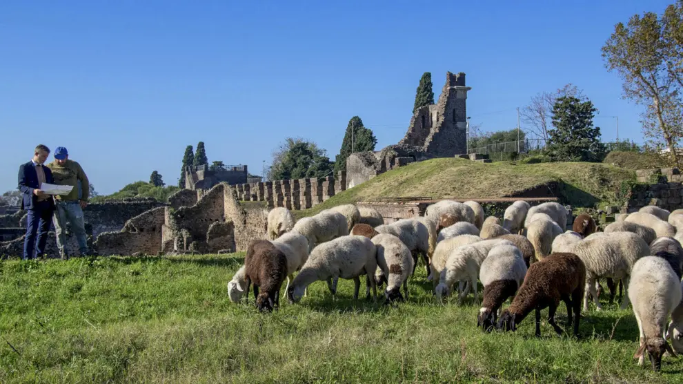 Pompeya recurre a ovejas para limpiar la vegetación de su yacimiento, este jueves.