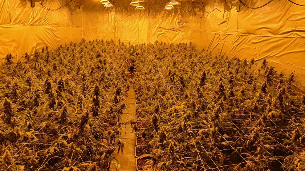 Plantas de marihuana incautadas en Molins de Rei (Barcelona).