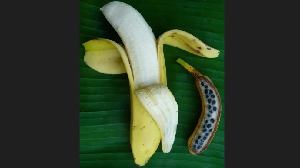 Plátano comercial sin semillas (izquierda) y plátano típico procedente de un ancestro fértil salvaje como el que se ha secuenciado (derecha).