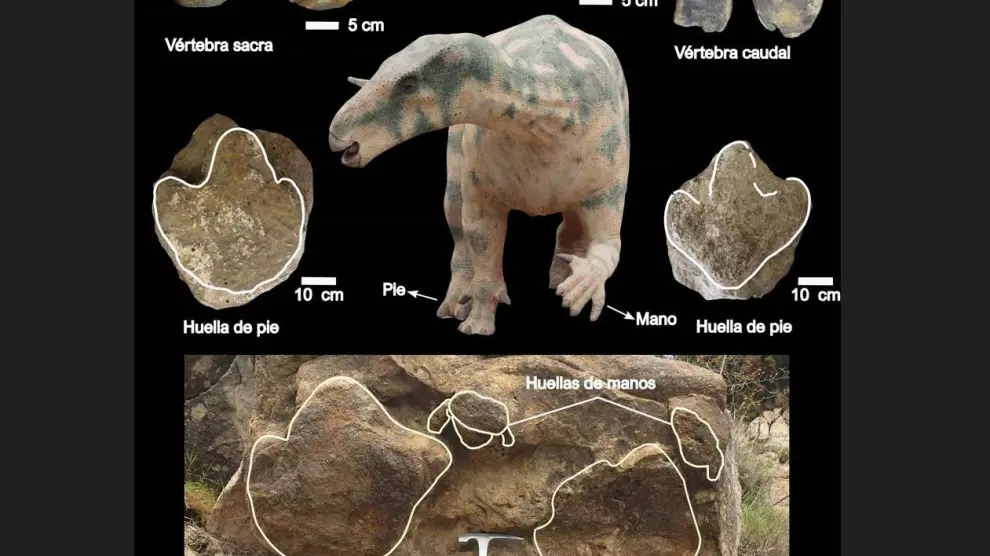 FOTO 1: Vértebras de grandes ornitópodos de El Castellar (arriba) y huellas de Mora de Rubielos y de El Castellar (centro y abajo, respectivamente).