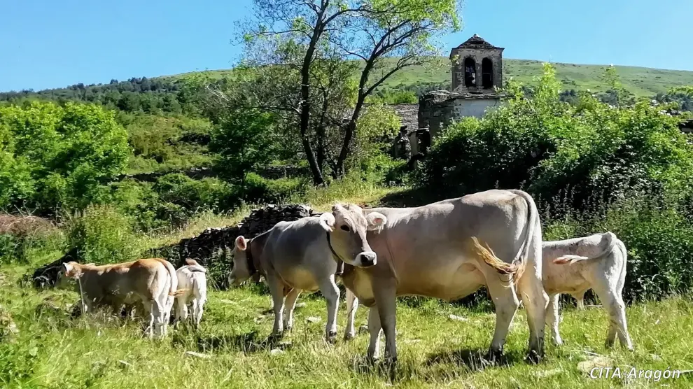 Los ganaderos beneficiarios del programa Optivobis suman un censo cercano a las 5.000 vacas nodrizas.