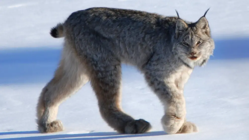 A partir de las huellas dejadas en la nieve por ejemplares de lince de Canadá (Lynx canadensis) se puede obtener ADN ambiental para confirmar la presencia de especies escurridizas como esta.