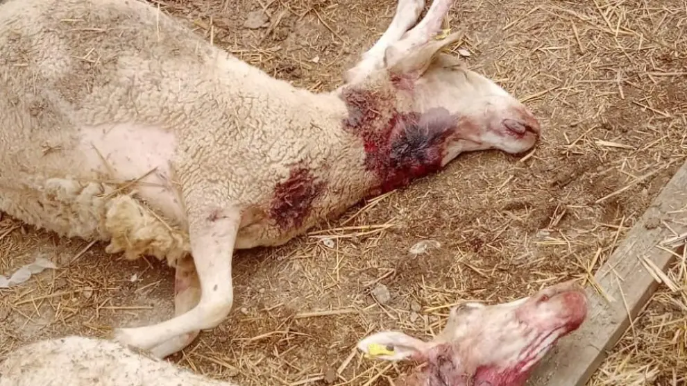 El ataque en un rebaño de Orés ha matado a cuatro ovejas y ha herido de muerte a otras tres.