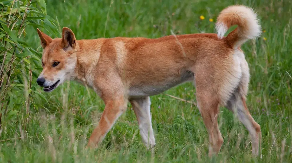 Un dingo, en una imagen de archivo.
