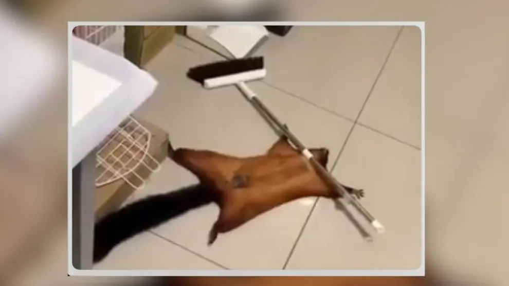 Vídeo viral de una ardilla voladora