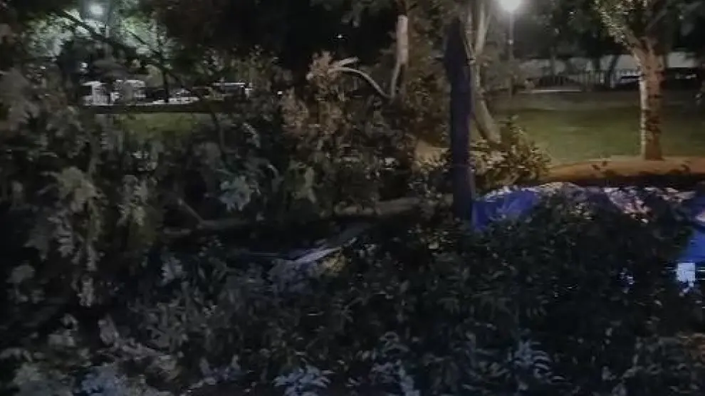 El árbol recién caído, el sábado por la noche en la calle de Arcipreste de Hita en Zaragoza.