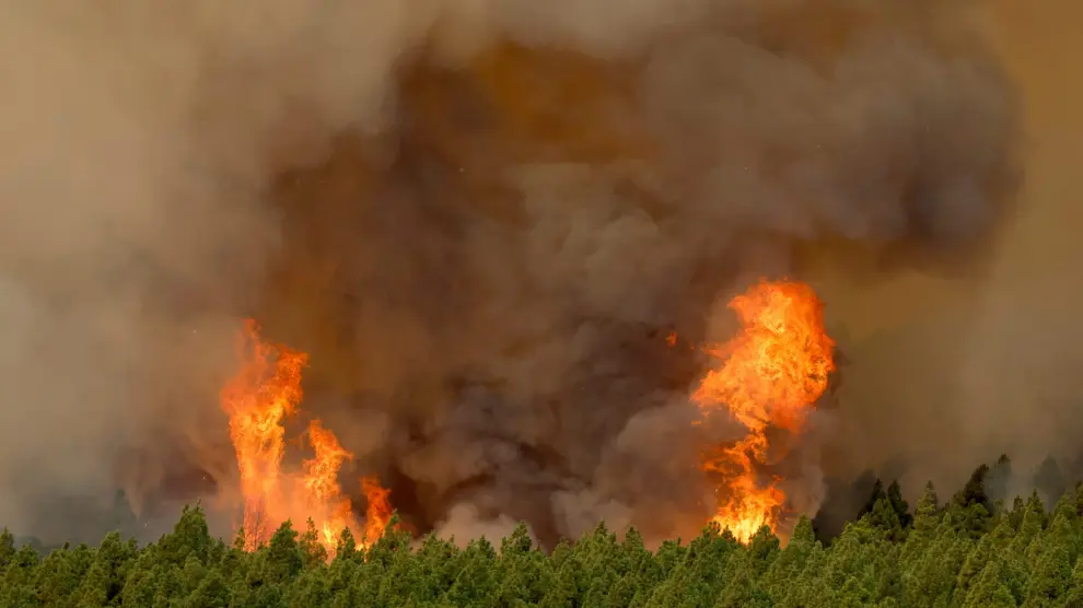 Árboles en llamas en el incendio forestal de Tenerife