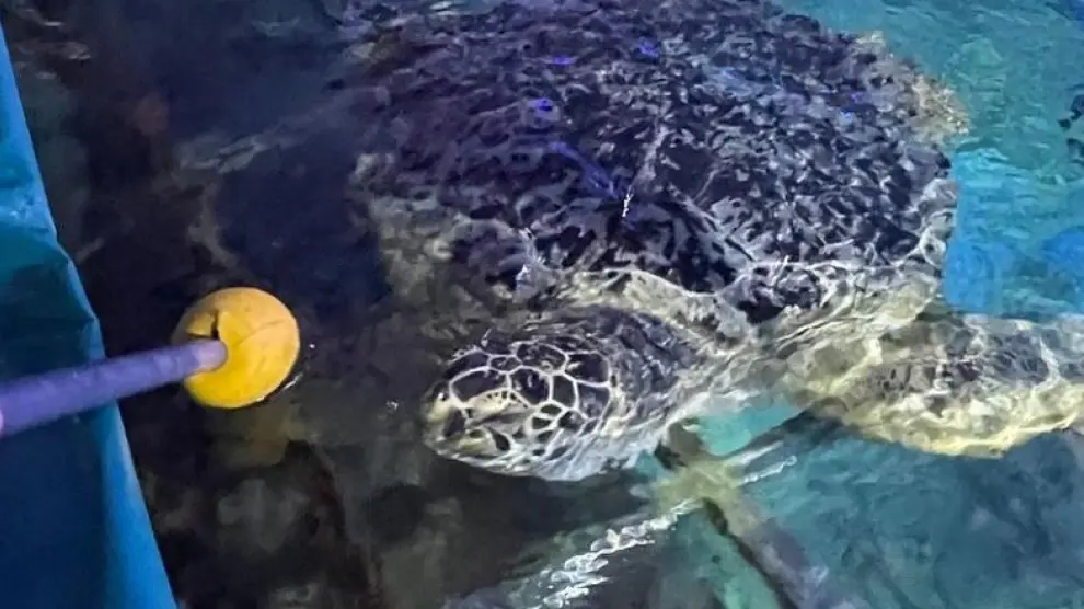 La tortuga Yellow, en una imagen del Sea Life de Benalmádena.
