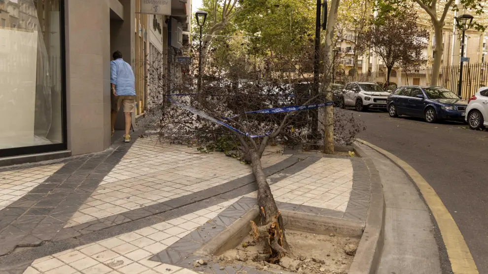 Un árbol permanecía este lunes caído en la acera de la calle de la Verónica, frente al Teatro Romano.