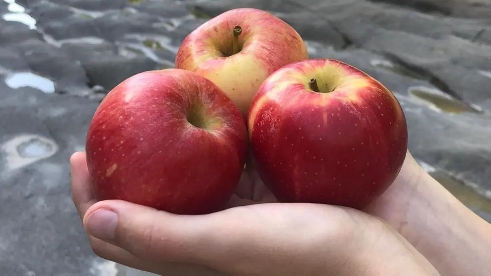 La empresa comercializa cuatro variedades de manzanas ecológicas.