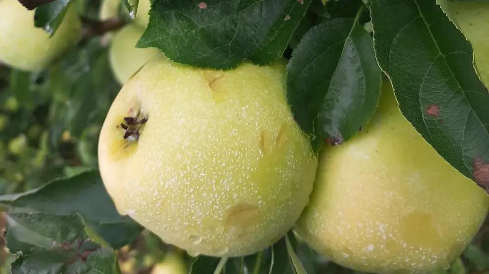 Las manzanas en Plasencia, a punto de recoger, se han visto dañadas por el pedrisco.