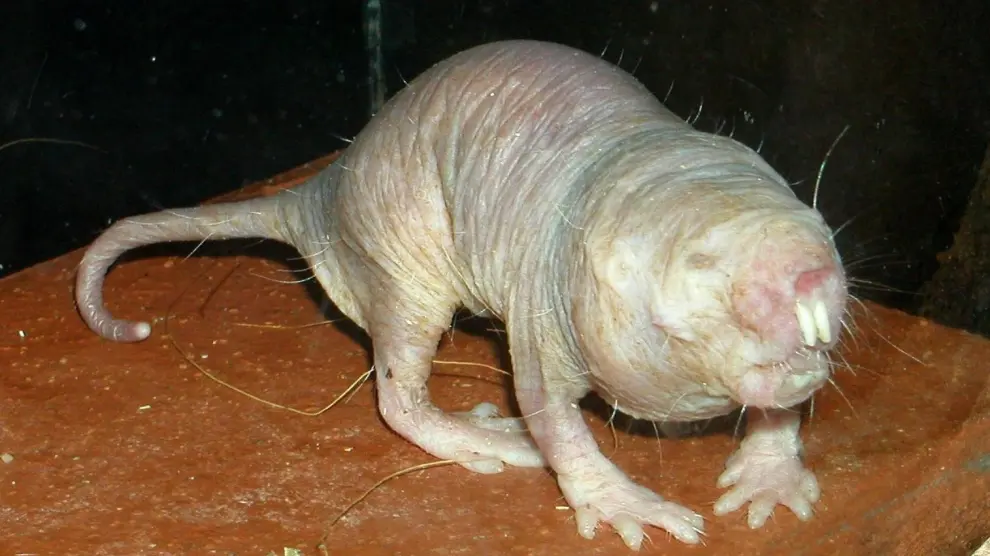 La rata topo desnuda tiene una esperanza de vida de hasta 40 años