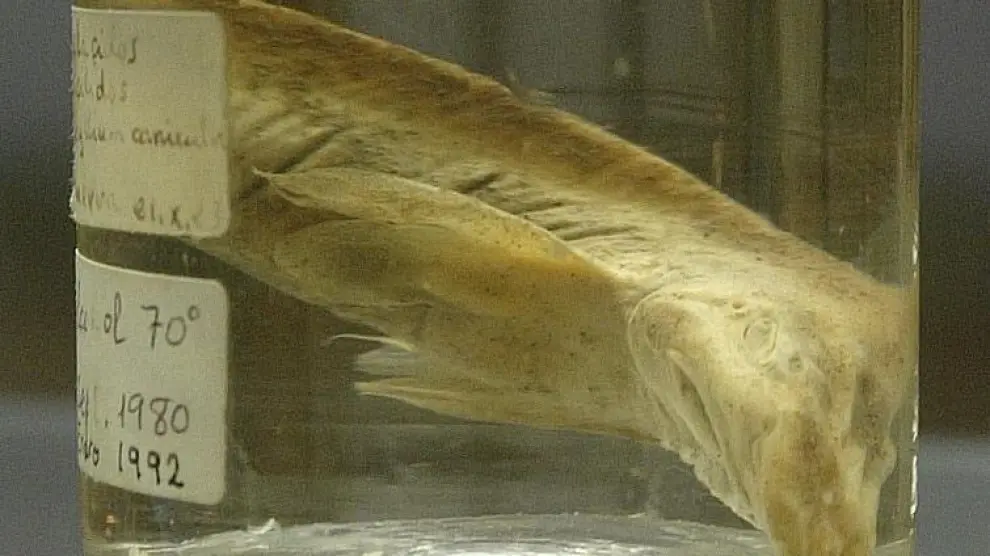 El ejemplar de Scyllium canícula o tiburón lija, en el Museo de Ciencias Naturales.