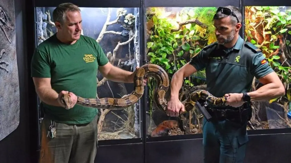 La serpiente ha sido trasladada al parque Terra Natura de Benidorm