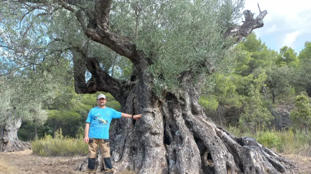Carlos Pedro, propietario de la Olivera Grande del Mas de Conesa, junto a este árbol con 1.044 años de vida.