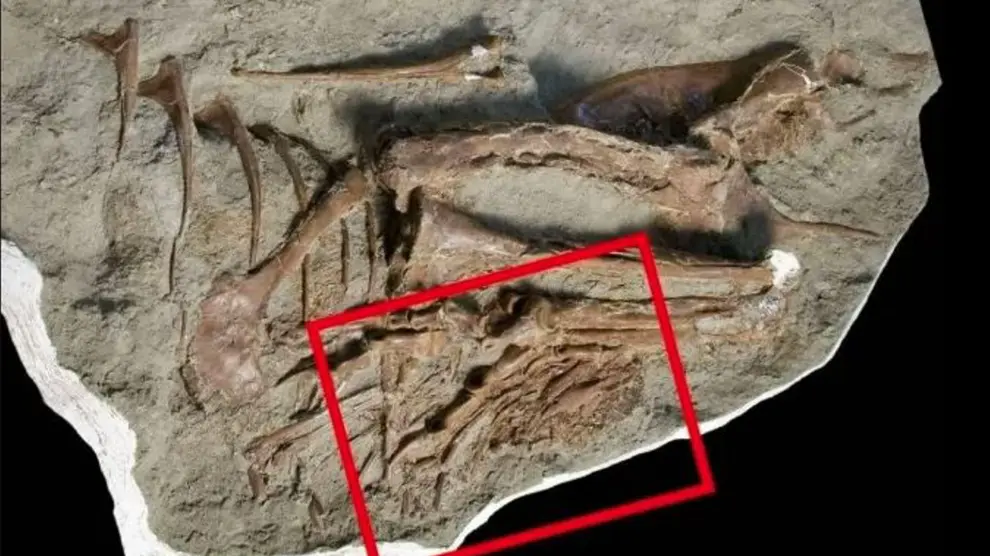 Primera presa encontrada en el estómago de un tiranosaurio