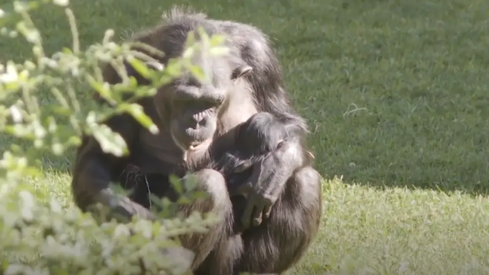 Nace una cría de una subespecie de chimpancé en peligro de extinción.