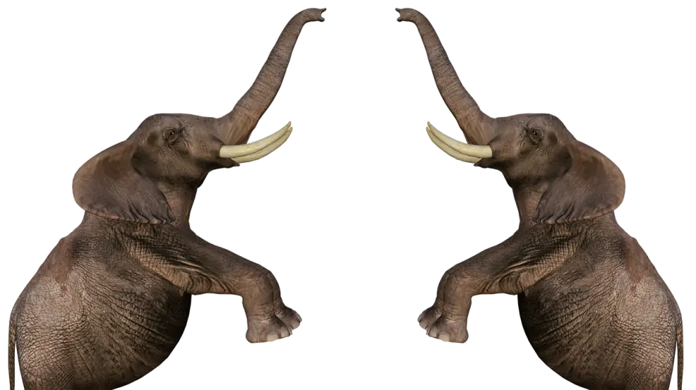 Elegantes elefantes
