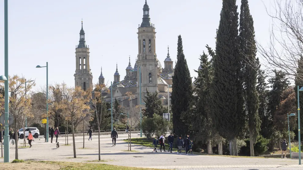 Varios cipreses en Zaragoza, con la Basílica del Pilar al fondo, esta semana.