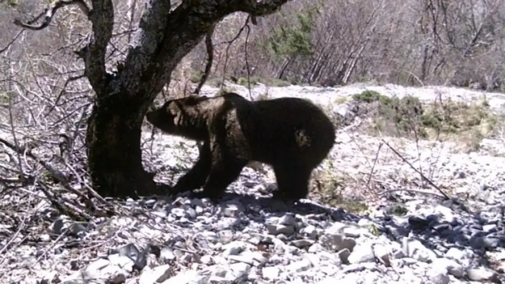 Uno de los ejemplares de oso captados por cámaras de fototrampeo en los Valles Occidentales del Pirineo aragonés.
