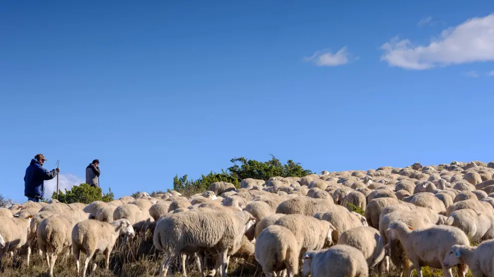 A pesar de la continuo cierre de explotaciones, la ganadería de ovino continúa siendo uno de los sectores de peso en la actividad agraria de Aragón.
