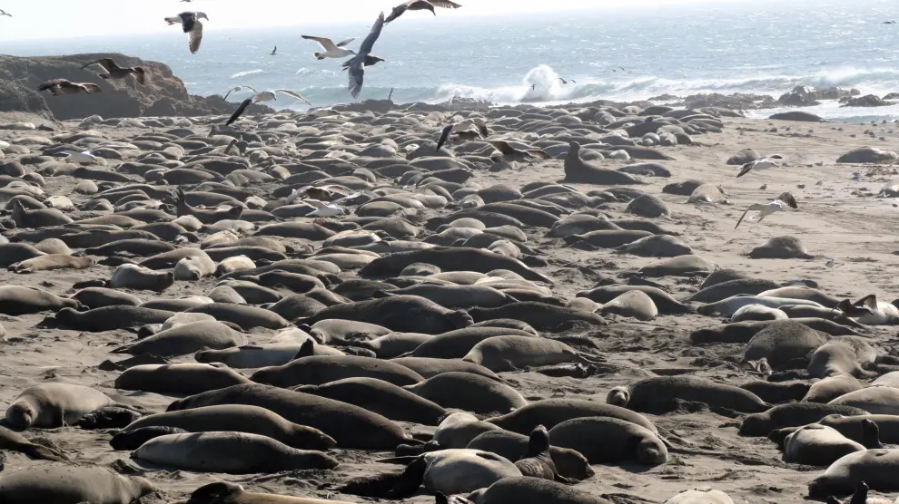 Varias aves sobrevuelan una colonia de elefantes marinos en San Simeon, California.