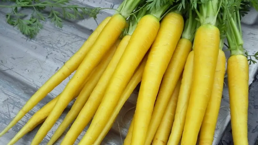 Ejemplares de zanahoria amarilla