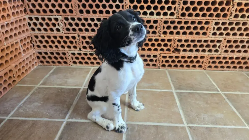 los perros llevan chinches